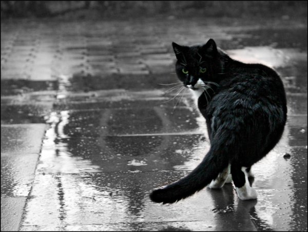 Бездомный котенок под дождем