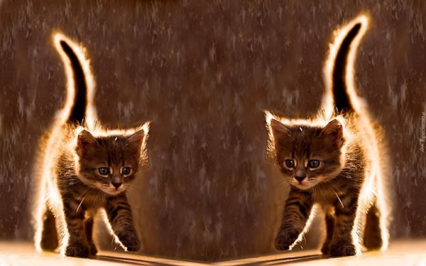 Котенок под дождем