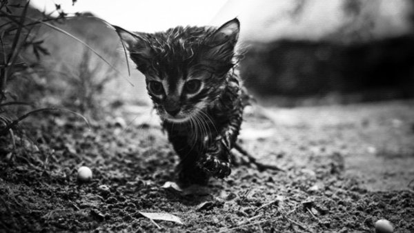 Котенок под дождем