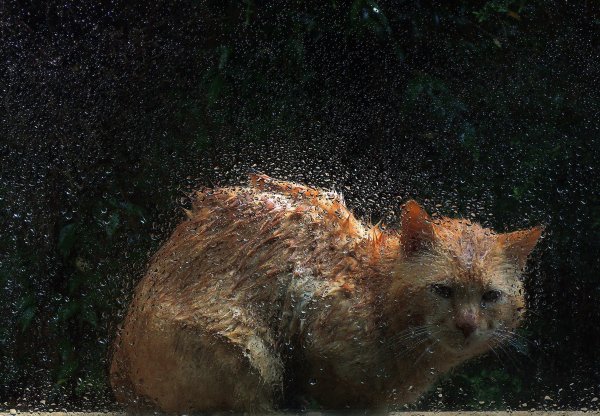 Животные под дождем