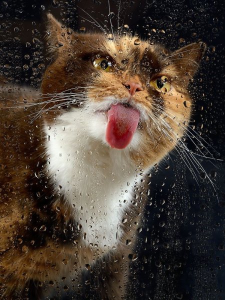 Кот промок под дождем