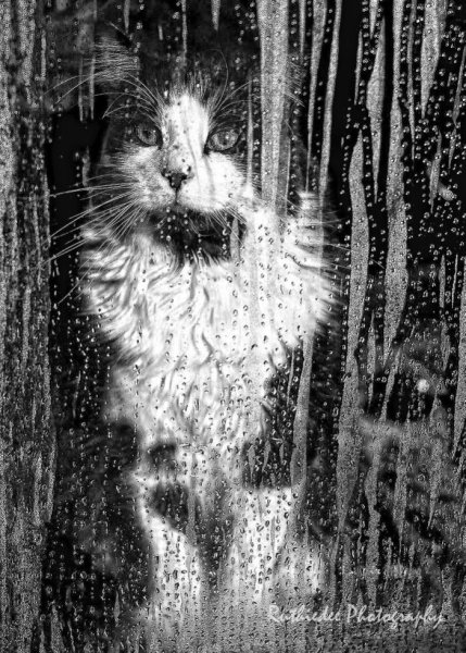 Кошка под дождем Хемингуэй