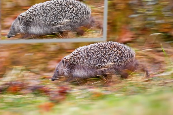 Ежик под дождем фото