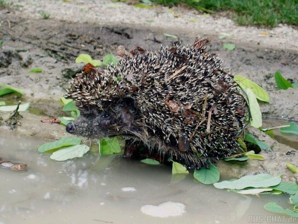 Ежик под дождем