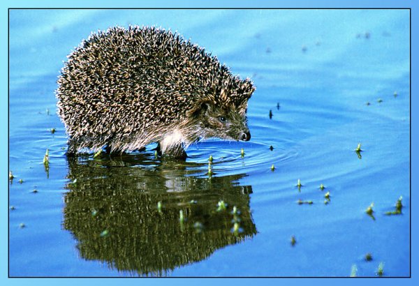 Водяной Ежик