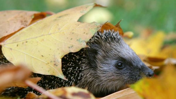 Еж под листьями