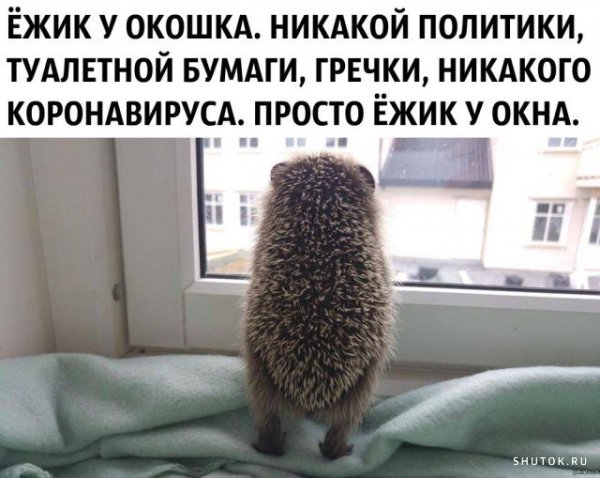 Ежик и дождь