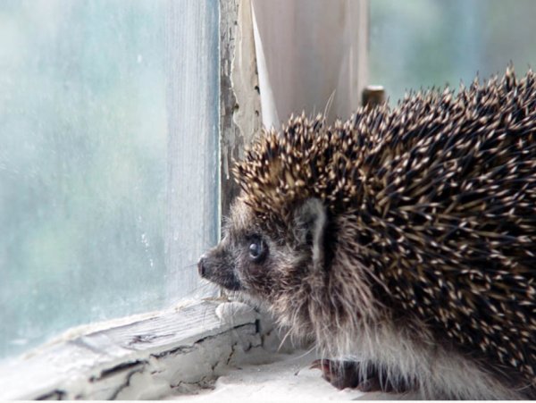 Ежик у окна