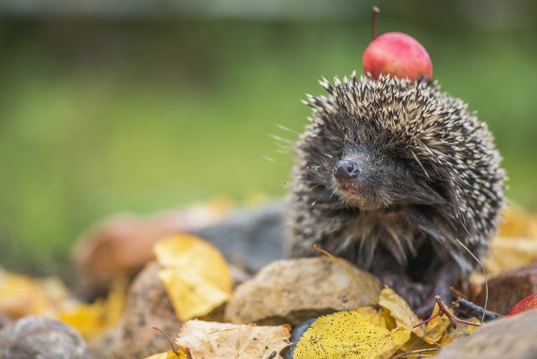 Август Ежик