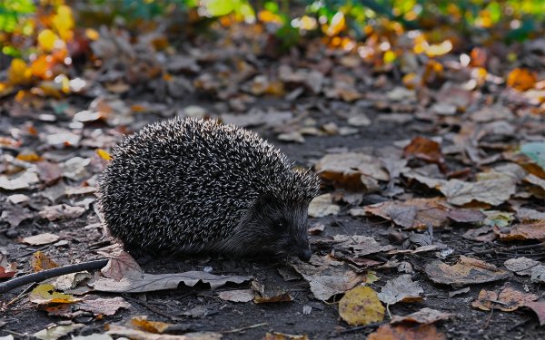 Парк для ежей