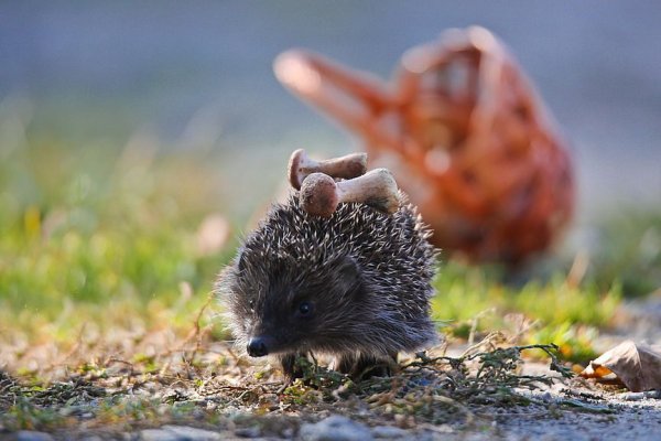 Ежик на рассвете