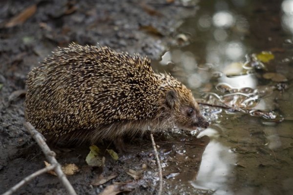 Еж под кустом