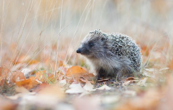 Ёж в Рязанской области-