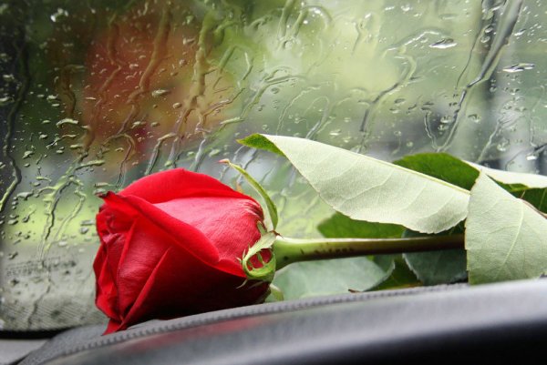 Жизнь замечательная штука