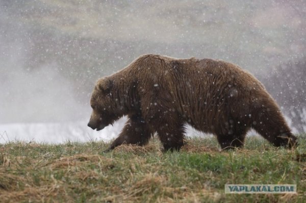 Бурый медведь в дождь