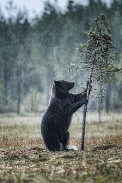 Медведь под дождем