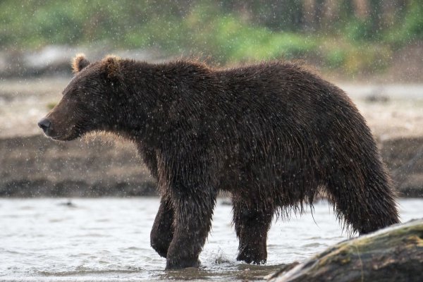 Медведь и дождь
