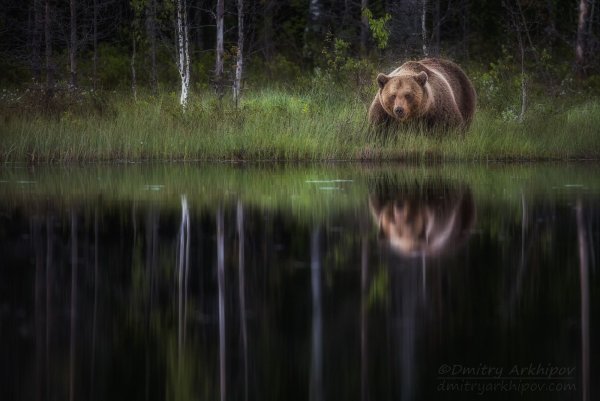 Медведь под дождем