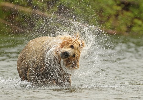 Animal is Shaking это животные