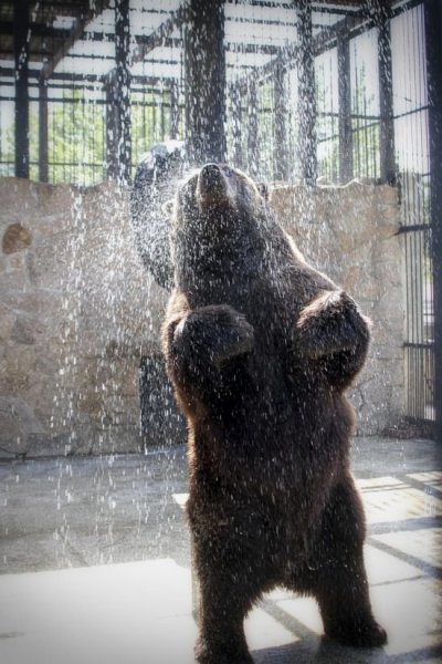 Медведь моется в душе