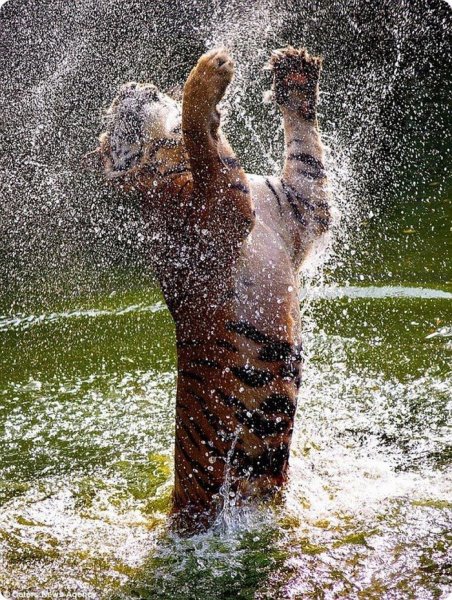 Животные под дождем