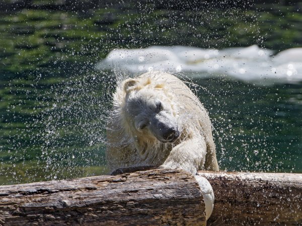 Медведь под дождем