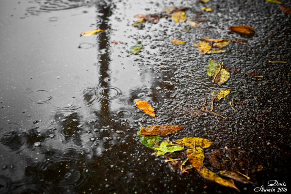 Природа лужи после дождя