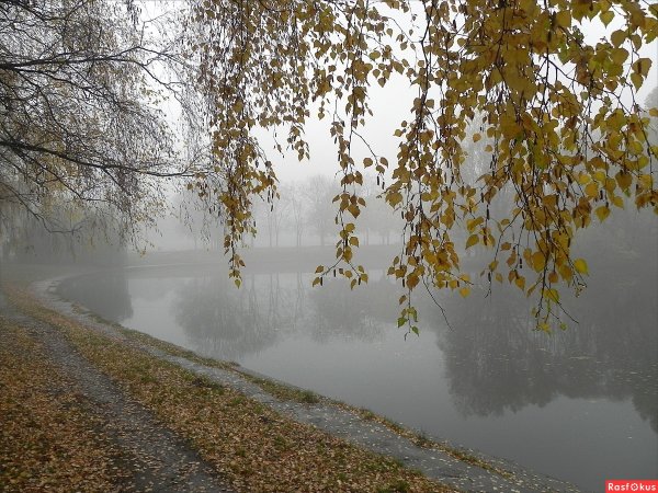Поздняя осень дождь