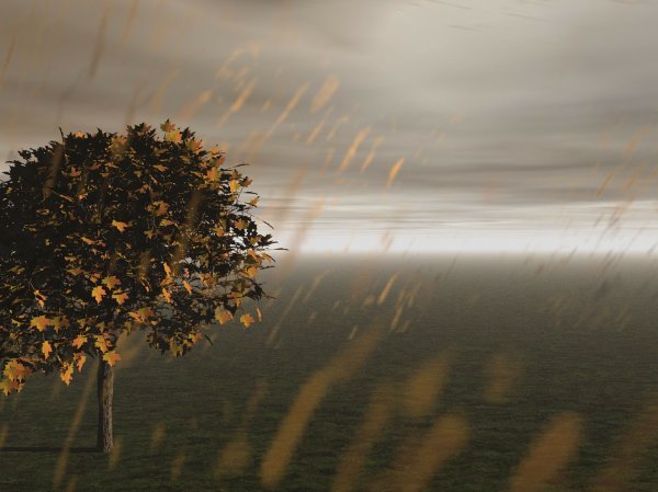 Осень ветер