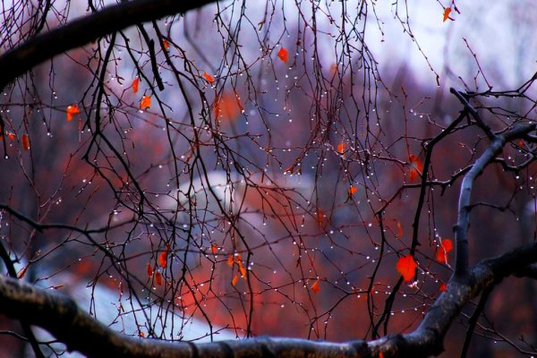 Поздняя осень дождь