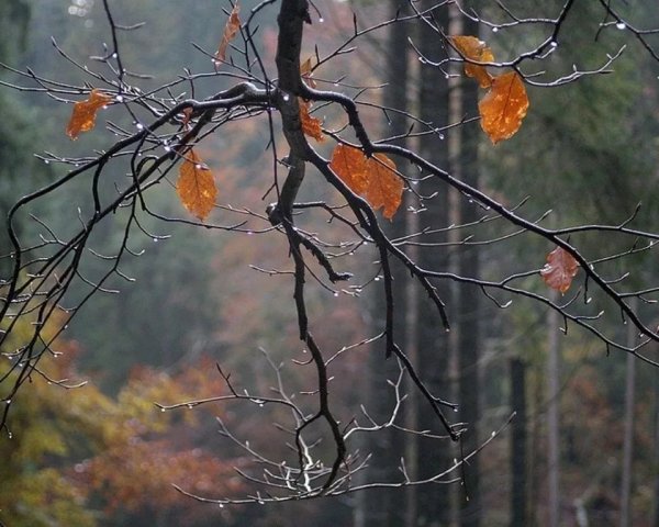Поздняя осень дождь