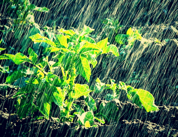 Дождь на даче