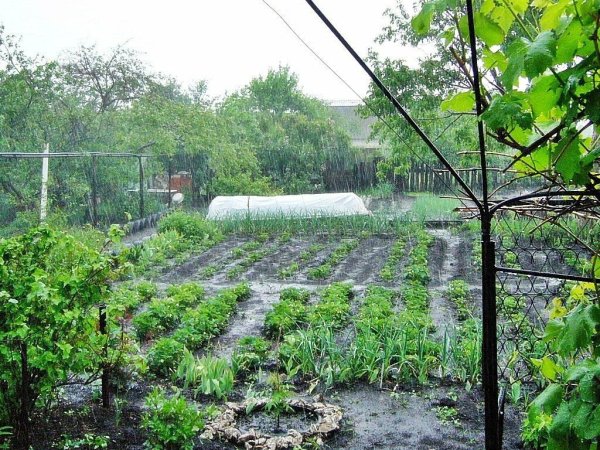 Дождь в огороде