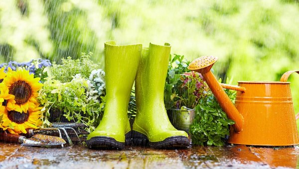 Картинка й дождь в огороде