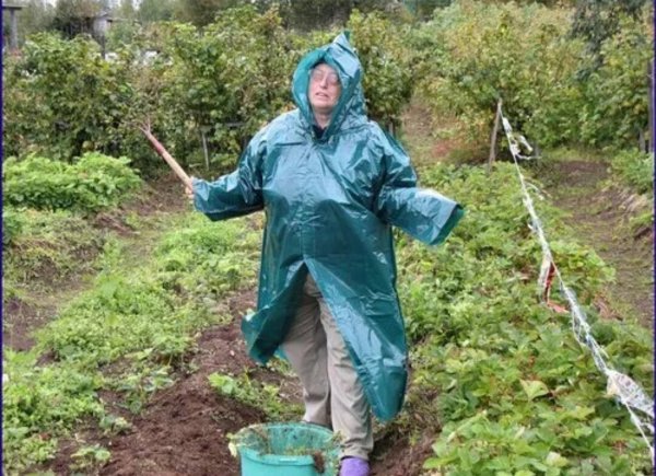 В огороде под дождем