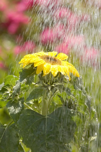 Растения под дождем