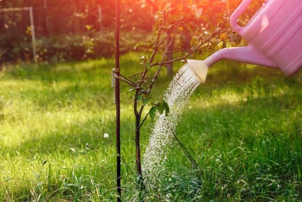 Полив плодовых деревьев