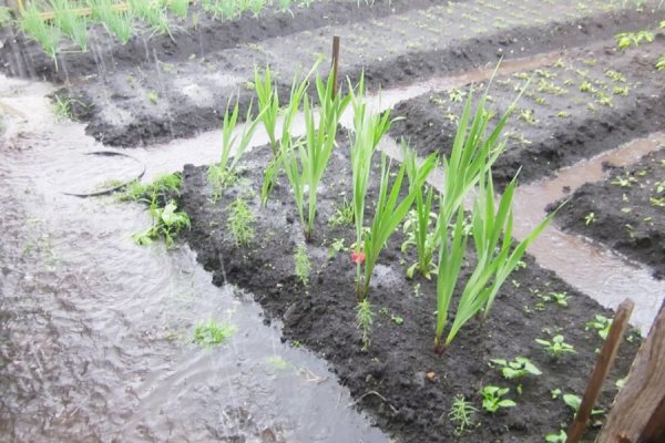 Дождливое лето в огороде