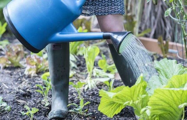Поливать огород