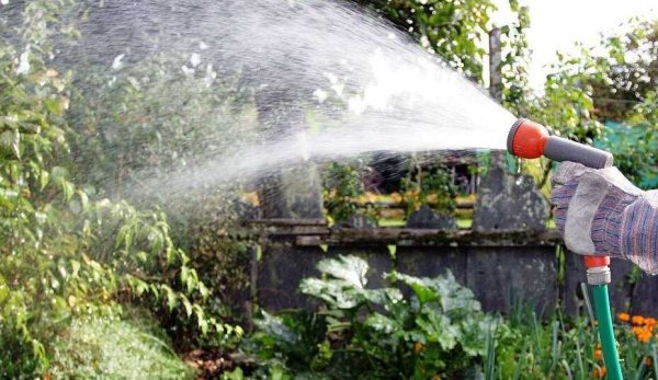 Утренний полив в огороде