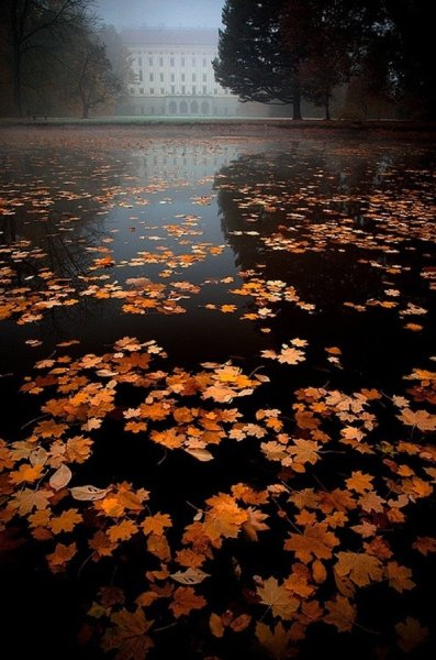 Осень дождь вечер