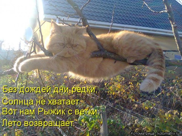 Котоматрица для поднятия настроения