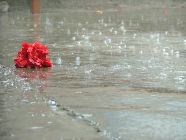 Роза в луже