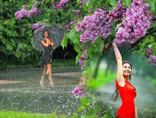 Сирень под дождем