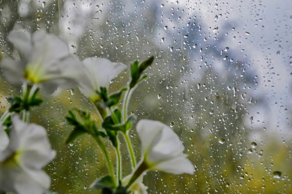 Летний дождь за окном