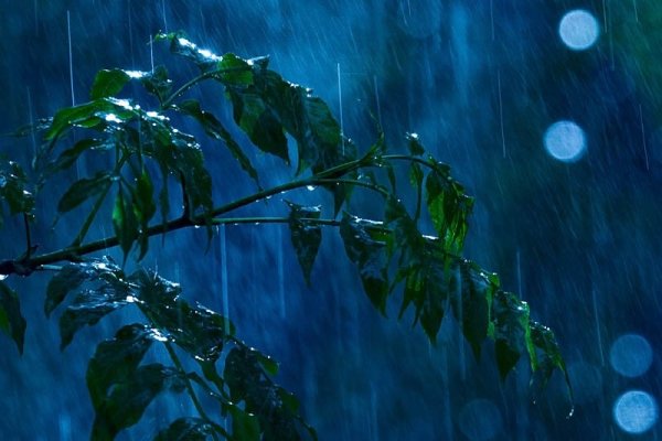 Летний дождь