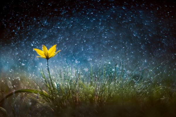 Ночной цветок