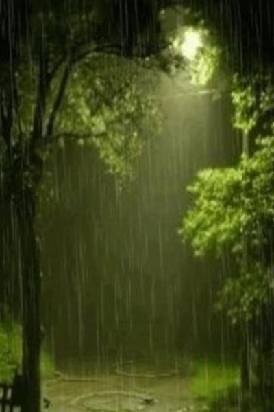 Крупный дождь в лесу зелёном