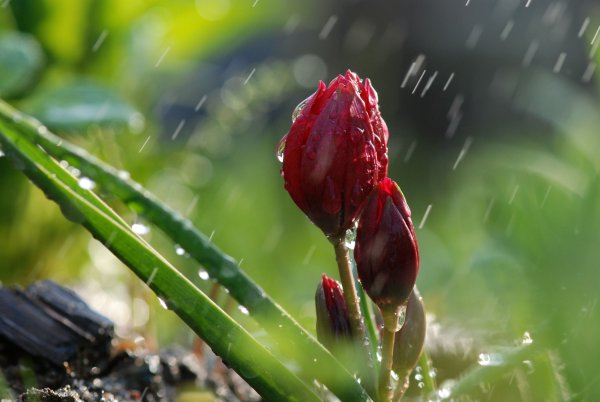Природа дождь