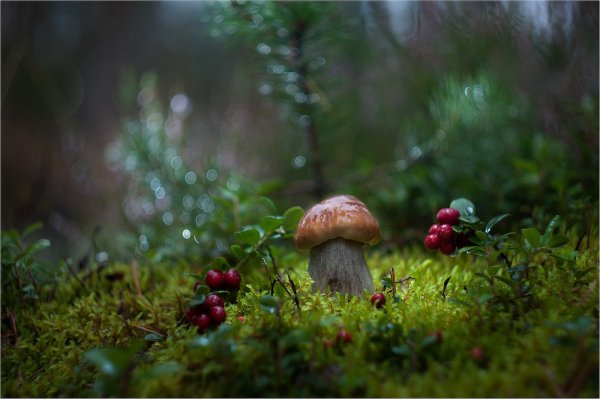 Сказочный лес с грибами